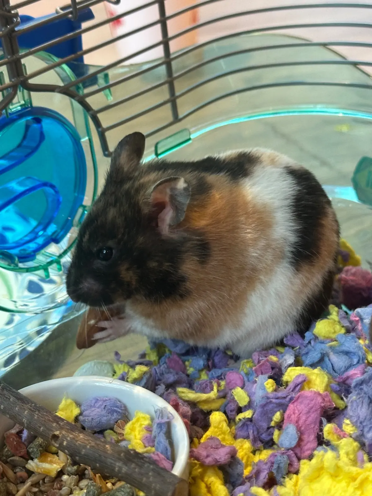 Kali the hamster